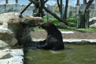 Bischofswerda, Tierpark Braunbärenanlage